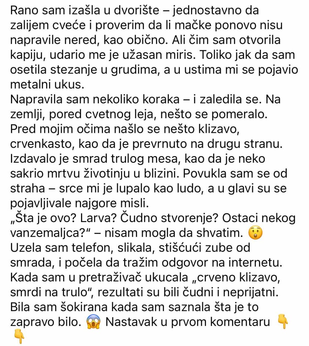 Neobičan nalaz u dvorištu koji je izgledao čudno i širio neprijatan miris — ostavio je snažan utisak na mene. - featured image