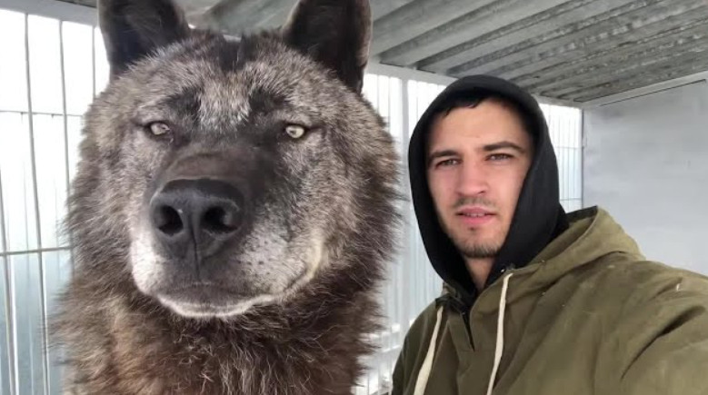 OgromnI VUK je stao pored maldića i uradio nešto što su mnogi smatrali nemogućim ! - featured image OgromnI VUK je stao pored maldića i uradio nešto što su mnogi smatrali nemogućim ! - featured image