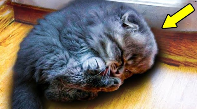 Baka je spasila malog mačića – ali kada je odrastao, nije mogla VJEROVATI svojim očima! - featured image Baka je spasila malog mačića – ali kada je odrastao, nije mogla VJEROVATI svojim očima! - featured image