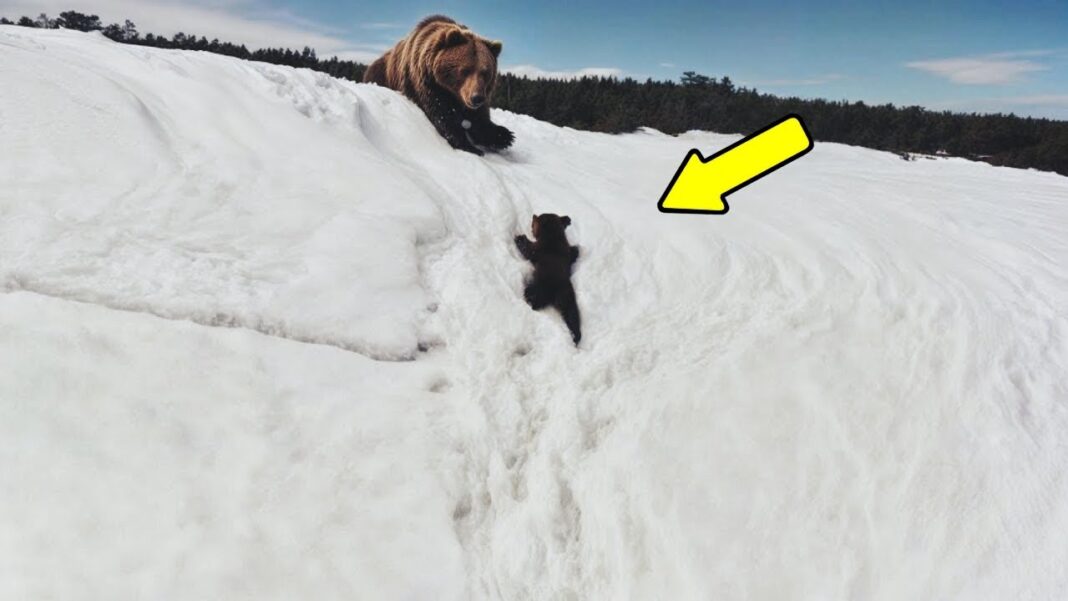 Majka medvjedica je molila da joj spase mladunče, a onda se desilo nešto NEVJEROVATNO! - featured image