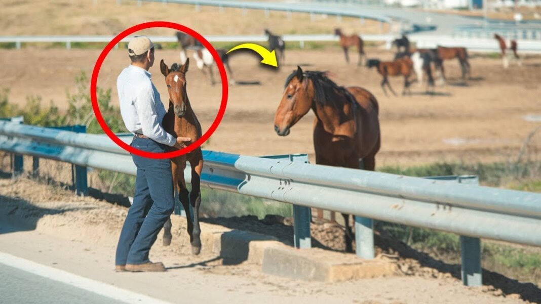 Čovjek je vratio izgubljeno ždrijebe njegovoj majci, a onda se dogodilo nešto NEVJEROVATNO! - featured image