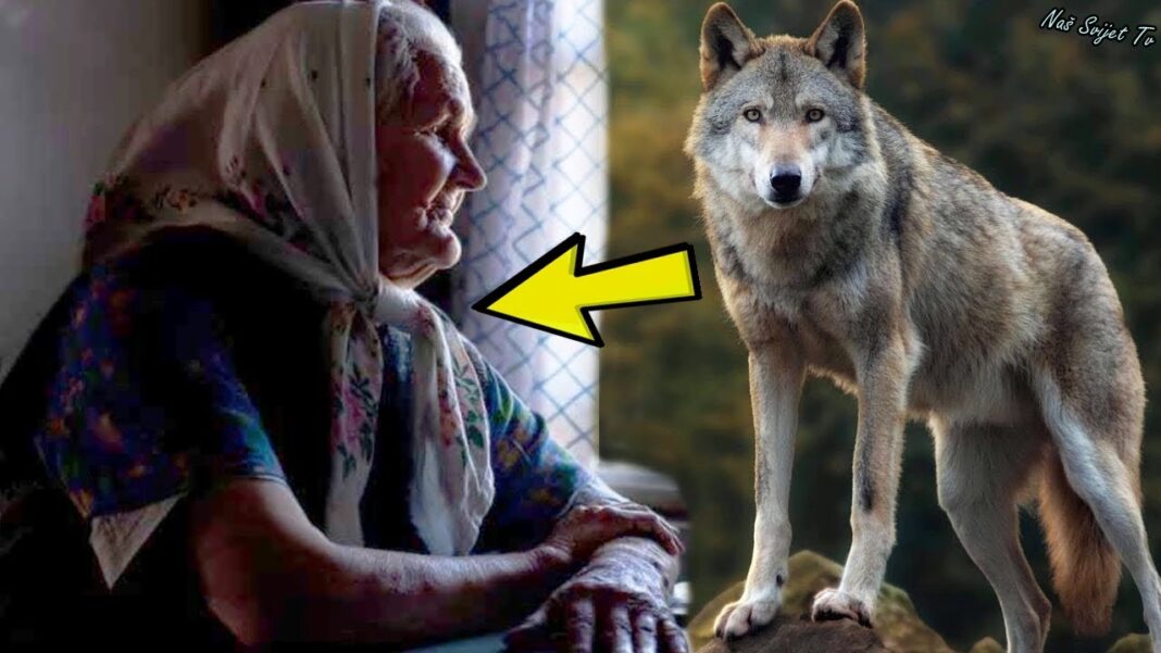 Starija žena je udomila vuka iz šume.Nakon nekoliko mjeseci joj je spasio ŽIVOT ! - featured image