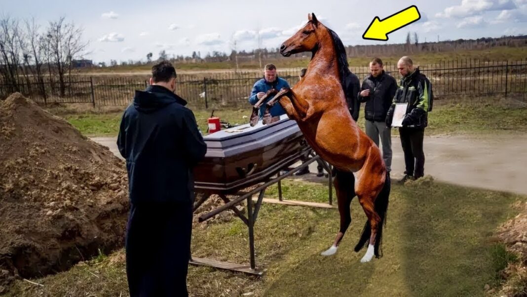 Konj je došao na sahranu svog vlasnika. Ono što se zatim dogodilo ŠOKIRALO je sve! - featured image Konj je došao na sahranu svog vlasnika. Ono što se zatim dogodilo ŠOKIRALO je sve! - featured image