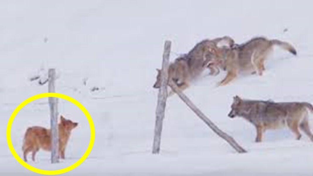 Tri velika vuka su okružila psa,no on se spasio na GENIJALAN način ! - featured image
