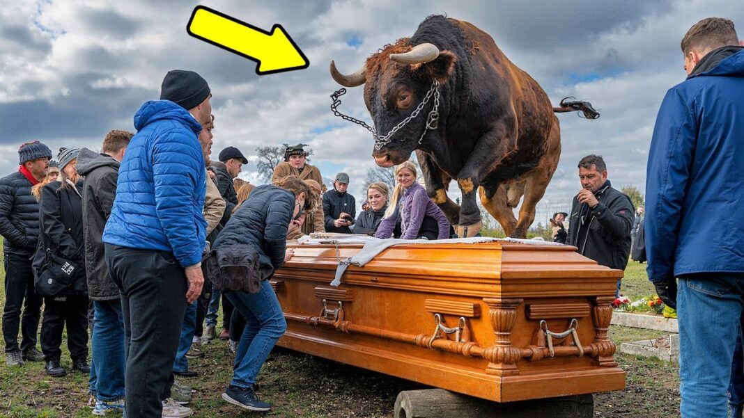 Bik je počeo da gazi po kovčegu. Kada je poklopac pukao, ljudi su vidjeli NEZAMISLIVO! - featured image Bik je počeo da gazi po kovčegu. Kada je poklopac pukao, ljudi su vidjeli NEZAMISLIVO! - featured image