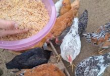 S ovom divnom hranom, kokoši će biti zdrave i produktivne tokom cijele godine.. S ovom divnom hranom, kokoši će biti zdrave i produktivne tokom cijele godine.. - featured image