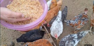 S ovom divnom hranom, kokoši će biti zdrave i produktivne tokom cijele godine.. S ovom divnom hranom, kokoši će biti zdrave i produktivne tokom cijele godine.. - featured image