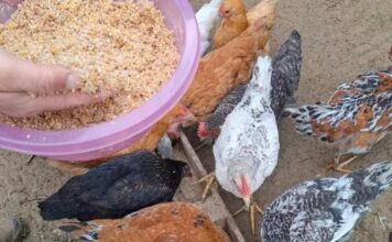 S ovom divnom hranom, kokoši će biti zdrave i produktivne tokom cijele godine.. S ovom divnom hranom, kokoši će biti zdrave i produktivne tokom cijele godine.. - featured image