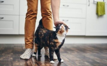 TRLJA LI SE MAČKA UZ VAŠE NOGE: Evo šta vam pokušava reći TRLJA LI SE MAČKA UZ VAŠE NOGE: Evo šta vam pokušava reći - featured image