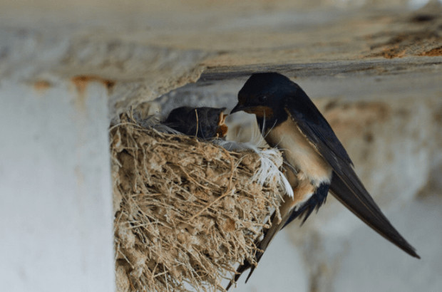 AKO IMATE GNIJEZDO LASTAVICA, nipošto ga ne dirajte: Evo šta ono znači prema narodnom vjerovanju - featured image AKO IMATE GNIJEZDO LASTAVICA, nipošto ga ne dirajte: Evo šta ono znači prema narodnom vjerovanju - featured image
