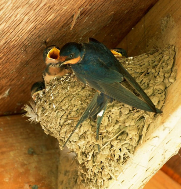 Jeste li se ikada pitali zašto lastavice biraju baš vaš dom? Evo 4 predivna razloga zašto tu grade svoja gnijezda - featured image Jeste li se ikada pitali zašto lastavice biraju baš vaš dom? Evo 4 predivna razloga zašto tu grade svoja gnijezda - featured image