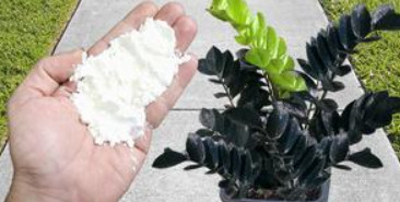 NEVJEROVATNO! Čini da bilo koja biljka procvjeta i raste 5 puta brže (bilo koja biljka) - featured image NEVJEROVATNO! Čini da bilo koja biljka procvjeta i raste 5 puta brže (bilo koja biljka) - featured image