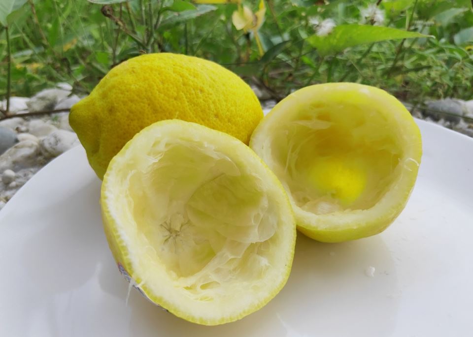 Uzmite koru od limuna i samo uradite ovo: Sudovi će biti blistavi kao nikad pre - featured image Uzmite koru od limuna i samo uradite ovo: Sudovi će biti blistavi kao nikad pre - featured image