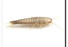 Buba, koja se često smatra bezopasnom kada se uoči u kući, krije surovu stvarnost Buba, koja se često smatra bezopasnom kada se uoči u kući, krije surovu stvarnost - featured image