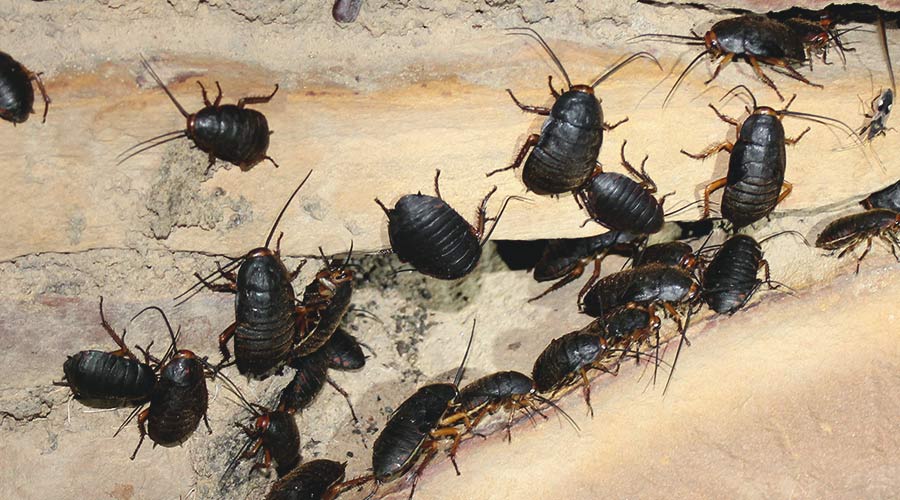 SAD KREĆE SEZONA BUBAŠVABA, JEDAN OD OVA 4 NAČINA ĆE IH SIGURNO UBITI: Evo kako da se riješite gadnih štetočina - featured image