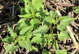 Čudotvorni napitak iz prirode – Evo kako kopriva izvlači otrove iz vaše krvi! - content image