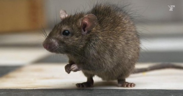 Riješite se miševa bez otrova: Moja baka stavi ovo ispred kuće i više ne dolaze - featured image Riješite se miševa bez otrova: Moja baka stavi ovo ispred kuće i više ne dolaze - featured image