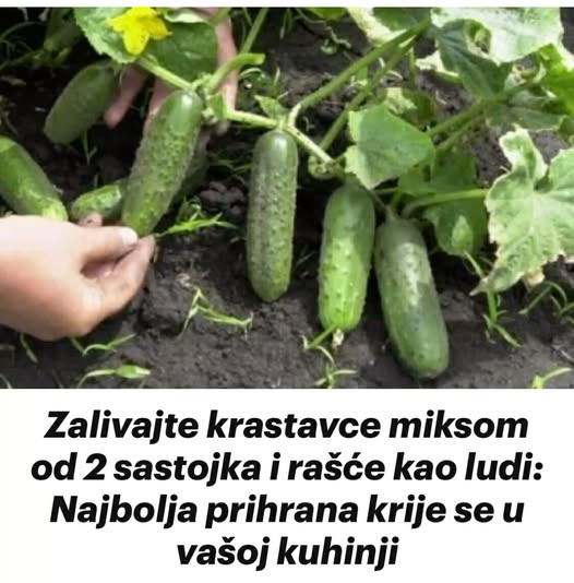 Zalivajte krastavce miksom od 2 sastojka i rašće kao ludi: Najbolja prihrana krije se u vašoj kuhinji - featured image Zalivajte krastavce miksom od 2 sastojka i rašće kao ludi: Najbolja prihrana krije se u vašoj kuhinji - featured image