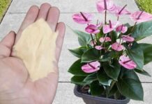 Najpreporučljivije đubrivo za sobne biljke od strane BAŠTOVARA: Imate ga u kuhinji kod kuće i posle njega sve živo cvjeta! Najpreporučljivije đubrivo za sobne biljke od strane BAŠTOVARA: Imate ga u kuhinji kod kuće i posle njega sve živo cvjeta! - featured image