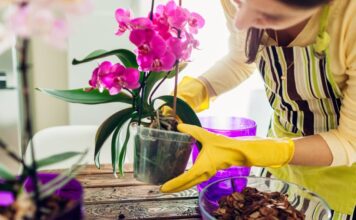 Stavite pola kašičice ovog praha u svaku saksiju i za 4 nedelje orhideje će procvetati kao nikad do tad Stavite pola kašičice ovog praha u svaku saksiju i za 4 nedelje orhideje će procvetati kao nikad do tad - featured image