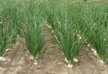 Kada sadim luk, UVlJEK SE PRlDRŽAVAM 0V0G SAVJETA M0G DEDE: Godinama imam takav rod da mu se i komšije dive! Kada sadim luk, UVlJEK SE PRlDRŽAVAM 0V0G SAVJETA M0G DEDE: Godinama imam takav rod da mu se i komšije dive! - featured image