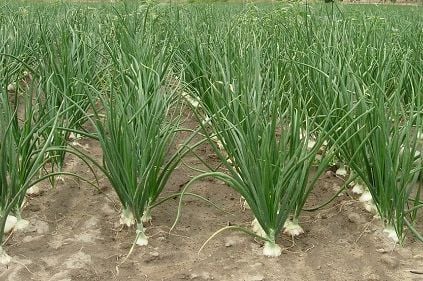 Kada sadim luk, UVlJEK SE PRlDRŽAVAM 0V0G SAVJETA M0G DEDE: Godinama imam takav rod da mu se i komšije dive! - featured image Kada sadim luk, UVlJEK SE PRlDRŽAVAM 0V0G SAVJETA M0G DEDE: Godinama imam takav rod da mu se i komšije dive! - featured image