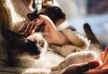 DOKAZANO: Osobe koje imaju mačku u kući su sretnije DOKAZANO: Osobe koje imaju mačku u kući su sretnije - featured image