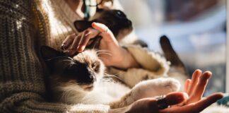 DOKAZANO: Osobe koje imaju mačku u kući su sretnije DOKAZANO: Osobe koje imaju mačku u kući su sretnije - featured image