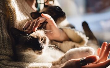 DOKAZANO: Osobe koje imaju mačku u kući su sretnije DOKAZANO: Osobe koje imaju mačku u kući su sretnije - featured image