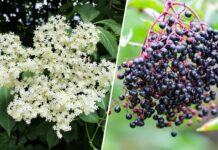 Bazga – čudesna biljka koja liječi i jača imunitet Bazga – čudesna biljka koja liječi i jača imunitet - featured image