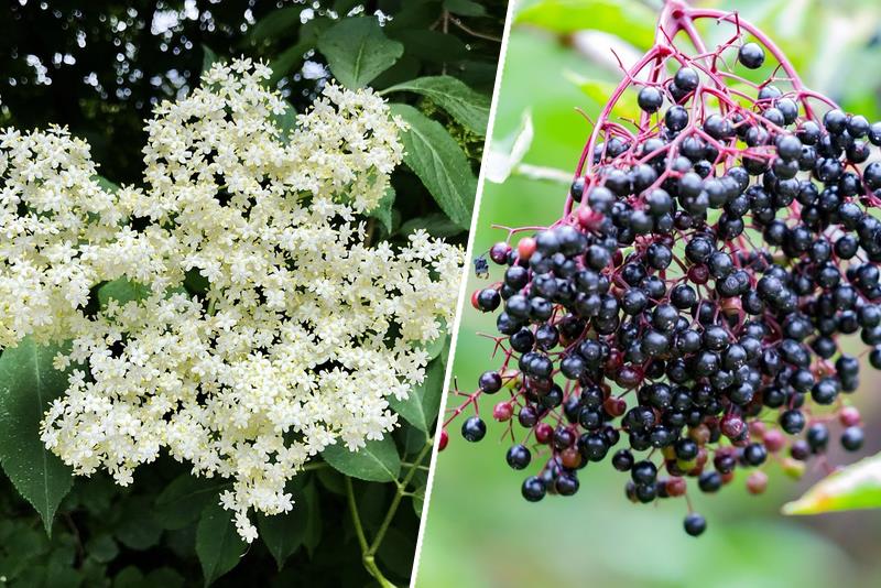 Bazga – čudesna biljka koja liječi i jača imunitet - featured image Bazga – čudesna biljka koja liječi i jača imunitet - featured image