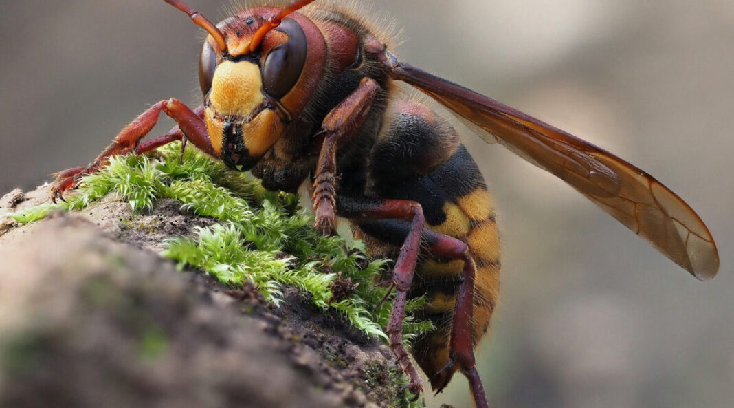 Stršljeni se plaše samo ove jedne stvari i to je jedina prava klopka za njih - featured image