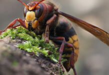 Stršljeni se plaše samo ove jedne stvari i to je jedina prava klopka za njih Stršljeni se plaše samo ove jedne stvari i to je jedina prava klopka za njih - featured image