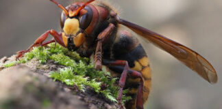Stršljeni se plaše samo ove jedne stvari i to je jedina prava klopka za njih Stršljeni se plaše samo ove jedne stvari i to je jedina prava klopka za njih - featured image