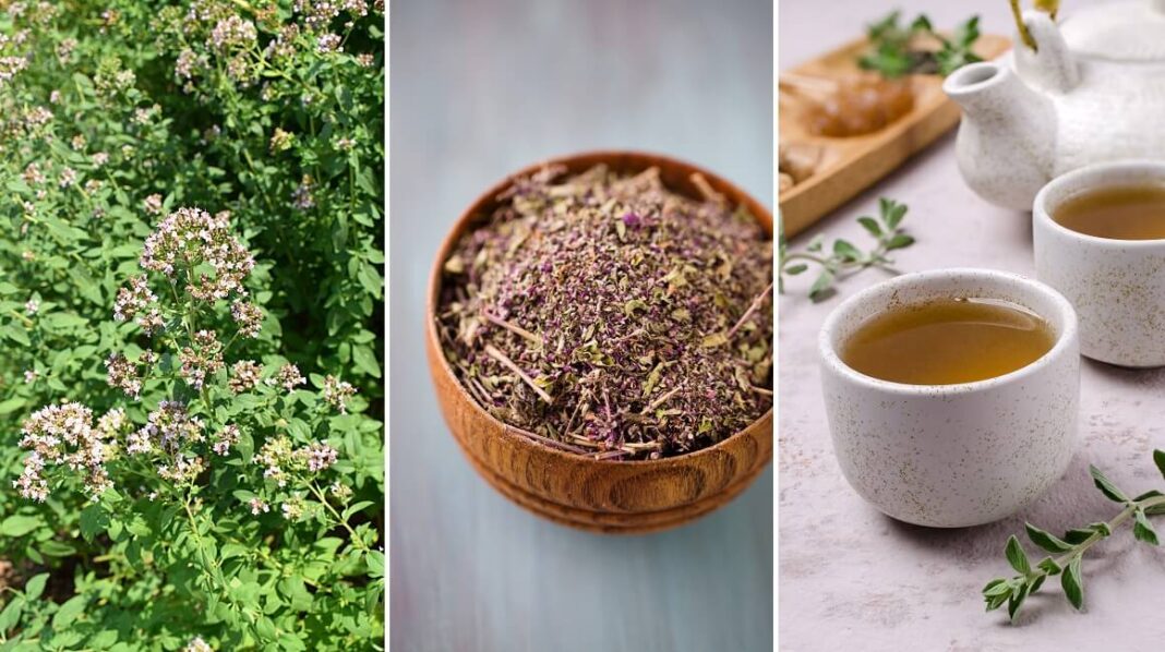 0V0 je najzdraviji čaj na svijetu: Sprječava sve 0D obične prehlade D0 kancera! - featured image