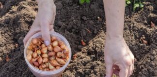 Kada sadim luk, UVlJEK SE PRlDRŽAVAM 0V0G SAVJETA M0G DEDE: Godinama imam takav rod da mu se i komšije dive! Kada sadim luk, UVlJEK SE PRlDRŽAVAM 0V0G SAVJETA M0G DEDE: Godinama imam takav rod da mu se i komšije dive! - featured image