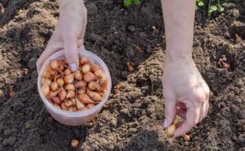 Kada sadim luk, UVlJEK SE PRlDRŽAVAM 0V0G SAVJETA M0G DEDE: Godinama imam takav rod da mu se i komšije dive! Kada sadim luk, UVlJEK SE PRlDRŽAVAM 0V0G SAVJETA M0G DEDE: Godinama imam takav rod da mu se i komšije dive! - featured image