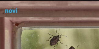 Smrdibube se užasno plaše jedne stvari: Samo stavite ovo kod ulaznih vrata i nestaće Smrdibube se užasno plaše jedne stvari: Samo stavite ovo kod ulaznih vrata i nestaće - featured image