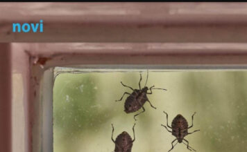 Smrdibube se užasno plaše jedne stvari: Samo stavite ovo kod ulaznih vrata i nestaće Smrdibube se užasno plaše jedne stvari: Samo stavite ovo kod ulaznih vrata i nestaće - featured image