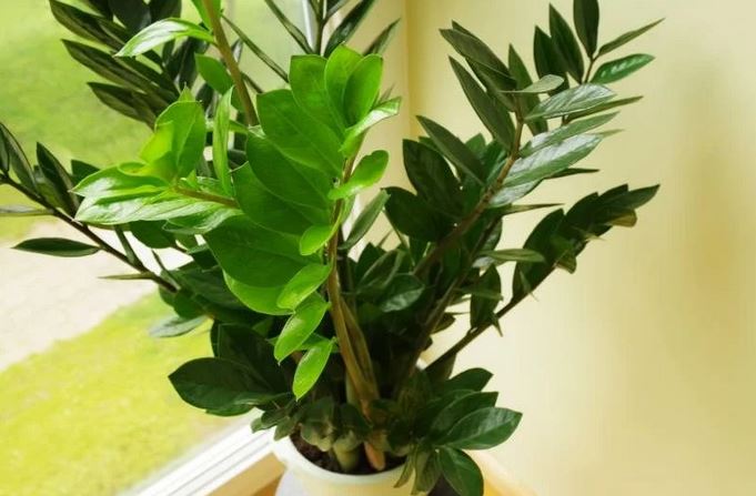 Zovu je biljkom sreće i obilja:Evo šta trebate uraditi sa zamijom kad joj listovi požute - featured image Zovu je biljkom sreće i obilja:Evo šta trebate uraditi sa zamijom kad joj listovi požute - featured image