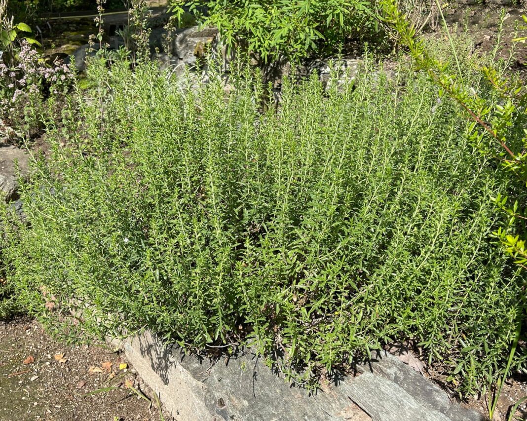 Rtanjski čaj priprema namena i dejstvo - featured image