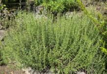 Rtanjski čaj priprema namena i dejstvo Rtanjski čaj priprema namena i dejstvo - featured image