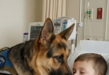 Ljekari nisu predviđali nikakvo poboljšanje i nisu vidjeli ni najmanju zraku nade… sve do dana kada je neočekivano donesena odluka da se psu dozvoli ulazak u bolničku sobu. 🐾✨ Ljekari nisu predviđali nikakvo poboljšanje i nisu vidjeli ni najmanju zraku nade… sve do dana kada je neočekivano donesena odluka da se psu dozvoli ulazak u bolničku sobu. 🐾✨ - featured image