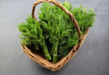 SNAŽNIJI JE OD BIJELOG LUKA: Svi bi trebalo da znaju kakav je efekat ove neupadljive biljke ljeti – ne stavljate je samo u krastavce! SNAŽNIJI JE OD BIJELOG LUKA: Svi bi trebalo da znaju kakav je efekat ove neupadljive biljke ljeti – ne stavljate je samo u krastavce! - featured image