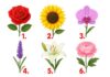 TEST: Koji cvijet vam se najviše dopada? – On otkriva kako vas drugi zapravo vide! TEST: Koji cvijet vam se najviše dopada? – On otkriva kako vas drugi zapravo vide! - featured image