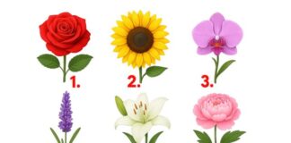 TEST: Koji cvijet vam se najviše dopada? – On otkriva kako vas drugi zapravo vide! TEST: Koji cvijet vam se najviše dopada? – On otkriva kako vas drugi zapravo vide! - featured image