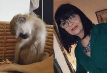 Nada Obrić živela sa majmunom, hranila ga, sa sobom vodila: Nije ni slutila šta će je te večeri snaći u podrumu – igrala se sa đav0lom, koštao je života Nada Obrić živela sa majmunom, hranila ga, sa sobom vodila: Nije ni slutila šta će je te večeri snaći u podrumu – igrala se sa đav0lom, koštao je života - featured image