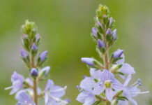 BILJKA KOJA RASTE SVUDA OKO NAS PRAVO JE BLAGO: Čisti KRV I Jetru, Sprječava Znojenje I Pomaže Kod REUME BILJKA KOJA RASTE SVUDA OKO NAS PRAVO JE BLAGO: Čisti KRV I Jetru, Sprječava Znojenje I Pomaže Kod REUME - featured image