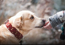 ZNATE LI ŠTA ZNAČI AKO VAM PAS LIŽE RUKU: Nije ljubav, evo šta želi da vam poruči ZNATE LI ŠTA ZNAČI AKO VAM PAS LIŽE RUKU: Nije ljubav, evo šta želi da vam poruči - featured image