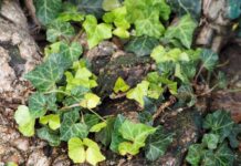 Ova popularna biljka privlači zmije: Pazite šta sadite u vrtu Ova popularna biljka privlači zmije: Pazite šta sadite u vrtu - featured image